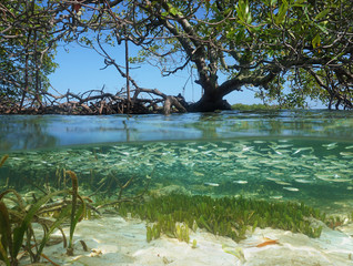 Wall Mural - Split view in the mangrove with tree above water surface and shoal of juvenile fish underwater, Caribbean sea
