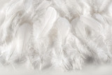 Fototapeta Boho - Layer of soft fluffy white feathers
