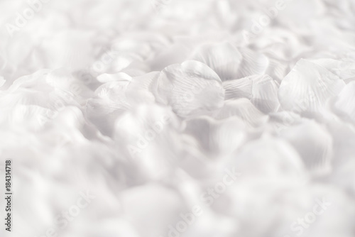 Fotografie, Obraz Soft ethereal white background of flower petals