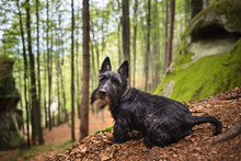 Portrait Of A Black Scottish Rerrier In A Forest. Dog-walking Outdoors.