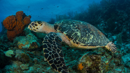 Wall Mural - Schildkröte Curacao