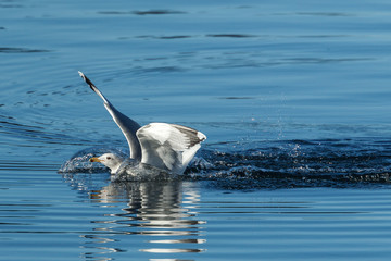 Gull splashes in water landing.