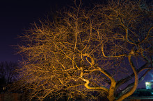 Old Leafless Tree Illuminated During Night