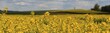 Felder - Panoramabllick auf Rapsfelder