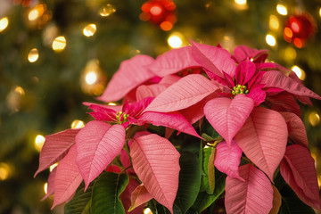 Wall Mural - Pink Poinsettia (Euphorbia pulcherrima), Christmas Star flower. Festive Christmas tree background.