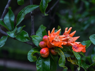 Pomegranate flower