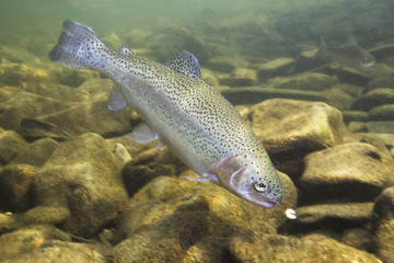 Rainbow trout (Oncorhynchus mykiss) close-up under water in the nature river habitat. Underwater photo in the clean little creek.