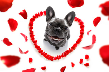 Poster - happy valentines dog