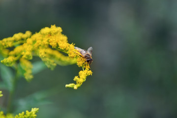 Poster - Honeybee on wildflower, close up