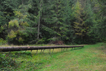 Sticker - View of fallen tree in beautiful mountain forest