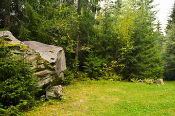 Poster - View of beautiful mountain forest