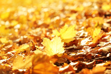 Poster - Beautiful autumn leaves on ground