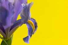 Close Up Of Purple Iris On Yellow Background