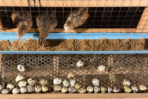 Fotomural quails and eggs in a cage on a farm