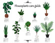 Popular and common houseplants care guide. Vector isolated collection of various indoor ornamental plants with watering and lighting norms. Monstera, rubber plant, pothos, aloe, yucca, dracaena