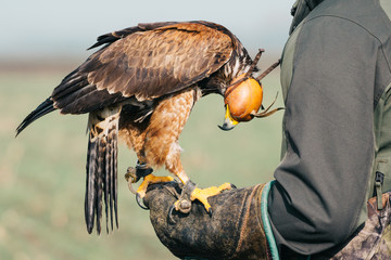 falconer with hawk on the hand