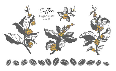 Vector set of coffee tree branch