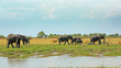 African Vista with elephants, Puku Anteopes, Baboons and crested cranes against a natural lush green plains background,   South Luangwa National Park, Zambia, Southern Africa