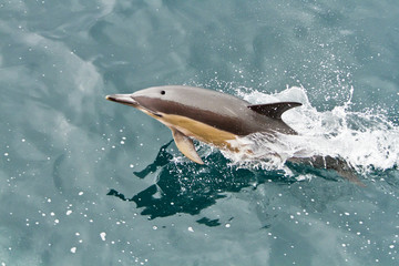 dolphins in the south atlantic