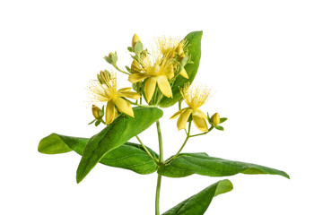 Wall Mural - St. John's wort