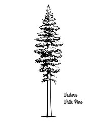 Vector sketch illustration. Black silhouette of Western white or silver pine, isolated on white background. Drawing of evergreen coniferous California mountain pine, Idaho state tree.