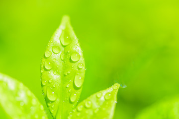 Closeup green leave with water drop.