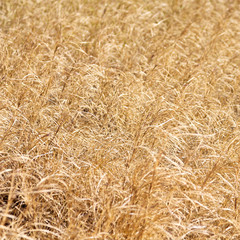 Wall Mural - the abstract texture of a yellow grass