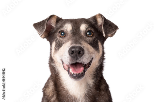 Foto Portraitfoto eines entzückenden Hausgenossenhunds getrennt auf Weiß