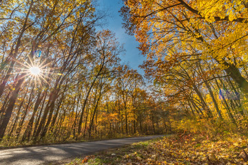  Autumnal scene. Autumn colors and blurred background, calm autumn nature concept
