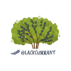 Wall Mural - Blackcurrant garden berry bush with name vector Illustration