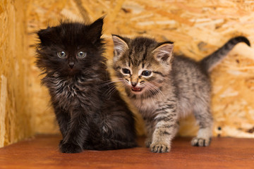 Two small mongrel kittens, gray and black