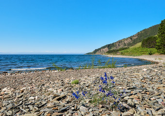 Flowering Delphinium grandiflorum on Baikal