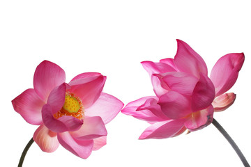 Wall Mural - close up of beautiful blooming lotus flower isolated on white background