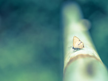 Cross Processed Tone Of Brown Wings Butterfly On Steel Pipeline Or Fence.