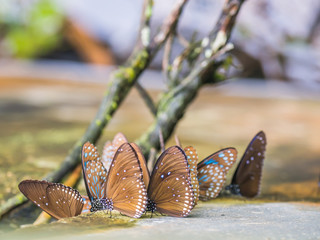 Wall Mural - Group of butterflies on concrete or cement floor.