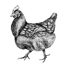 Chicken. Hand Drawn Illustration Of Beautiful Black And White Animal. Line Art Drawing In Vintage Style. Funny Image.
