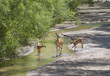 Doe of white-tailed deer with two fawns