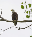 Fototapeta  - American Bald Eagle