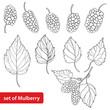 Vector set with outline Mulberry or Morus, bunch, ripe berry and leaves in black isolated on white background. Drawing of Mulberry in contour style for summer design and coloring book.