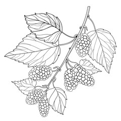 Vector branch with outline Mulberry or Morus with ripe berry and leaves in black isolated on white background. Drawing of Mulberry bunch in contour style for summer design and coloring book.