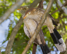 Guira Cuckoos (Guira Guira)
