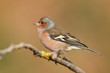 Portrait of a chaffinch perfhed on a branch