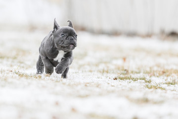 Wall Mural - French Bulldog Playing