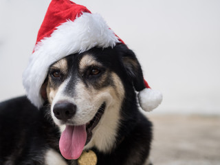 An cute adorable dog wearing Santa hat for being Santa Claus during Christmas holidays. An isolated dog on white background with copy space. This dog looks so happy with her smile