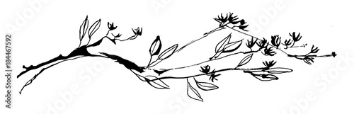 Fotomural Hand drawn tree branch with leaves and flowers painted by ink