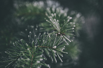 close up of a frozen pine tree branch