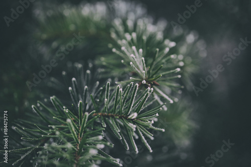 Cuadros en Lienzo Close up of a frozen pine tree branch