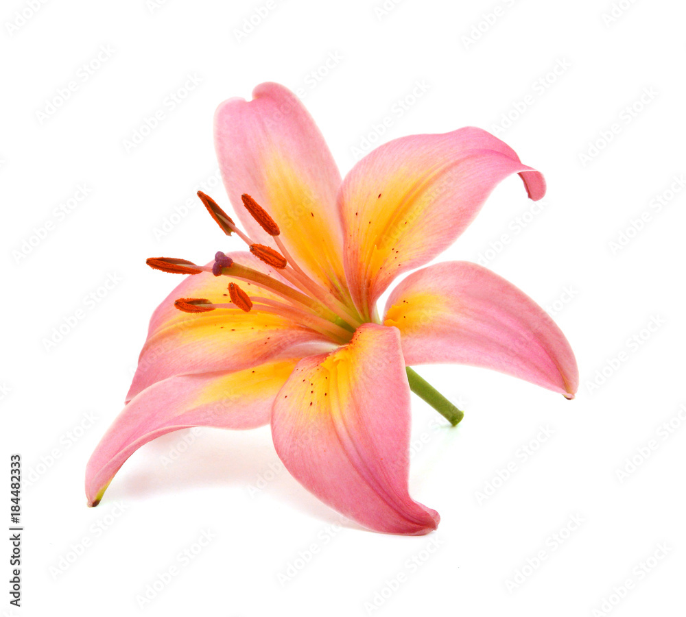 beautiful pink lily, isolated on white - obrazy, fototapety, plakaty 