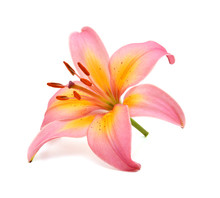Beautiful Pink Lily, Isolated On White