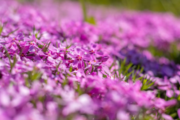 Wall Mural - pink tender phlox. beautiful summer background